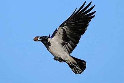 Птицы стали делать подарки спасшей ворону женщине
