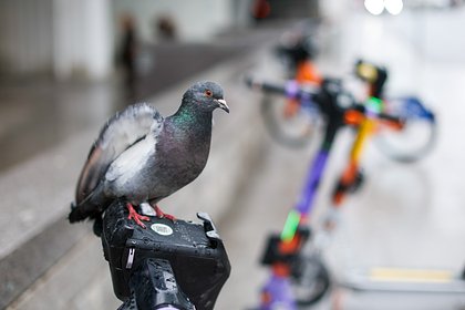 Стало известно о способности голубей ориентироваться при помощи печени