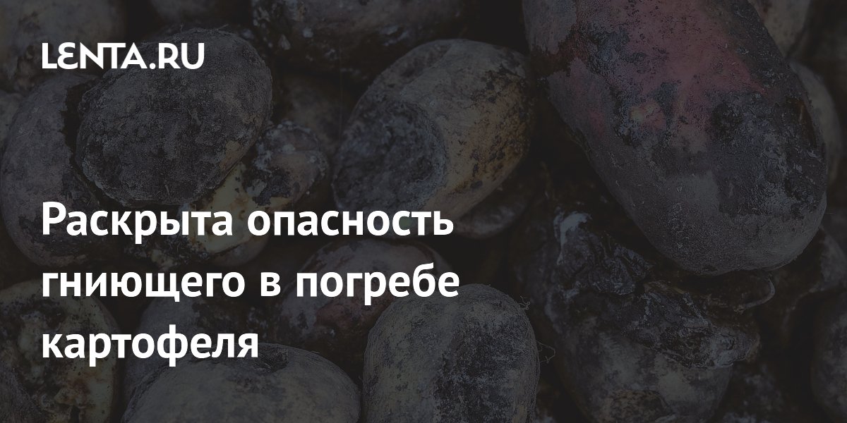 Раскрыта опасность гниющего в погребе картофеля