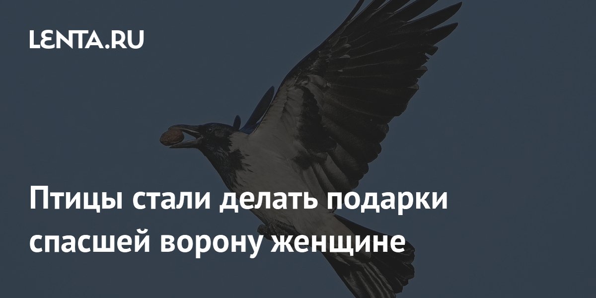 Птицы стали делать подарки спасшей ворону женщине