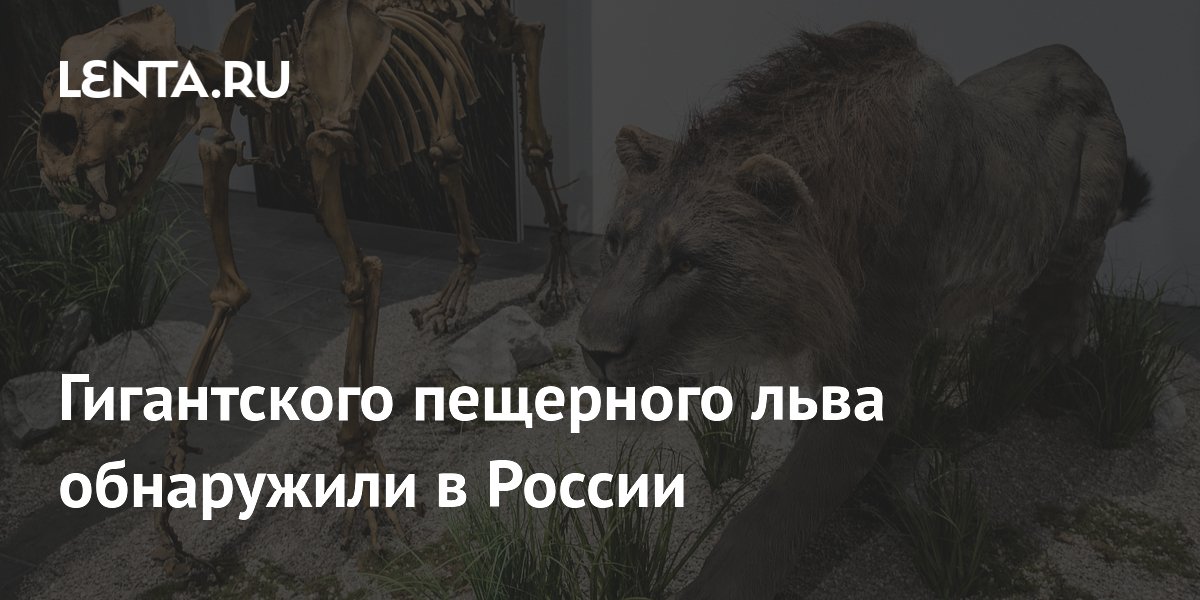 Гигантского пещерного льва обнаружили в России