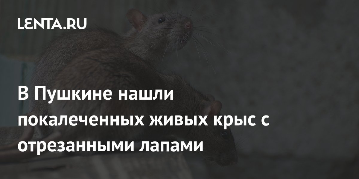 В Пушкине нашли покалеченных живых крыс с отрезанными лапами