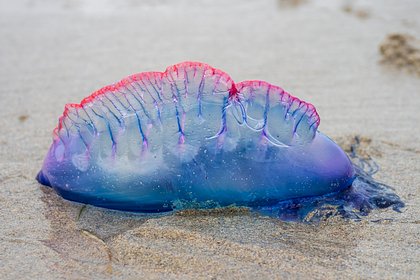 На Мальдивах португальский кораблик атаковал 10-летнего россиянина