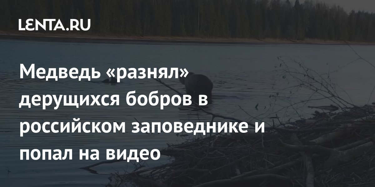 Медведь «разнял» дерущихся бобров в российском заповеднике и попал на видео