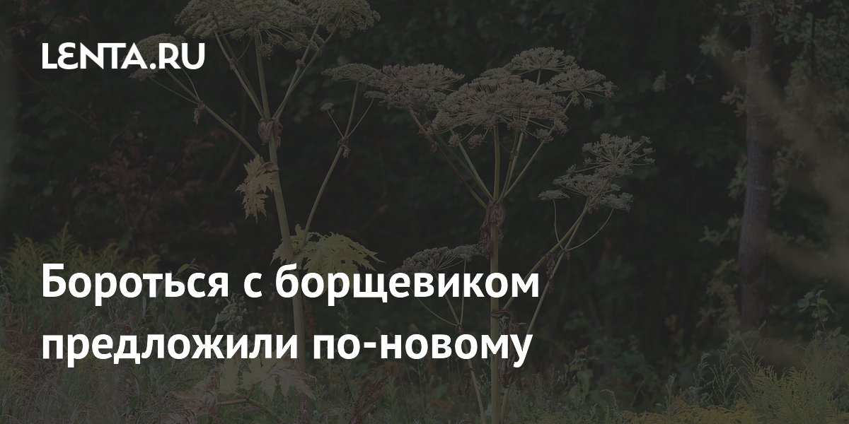 Бороться с борщевиком предложили по-новому