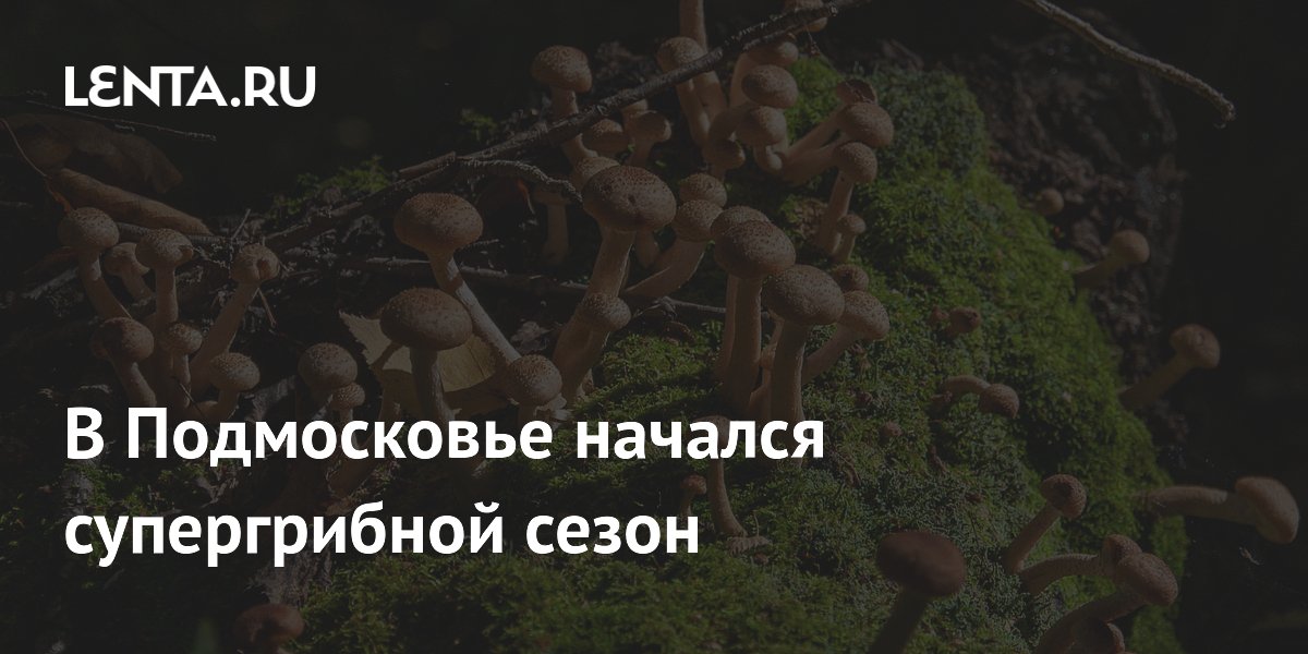 В Подмосковье начался супергрибной сезон