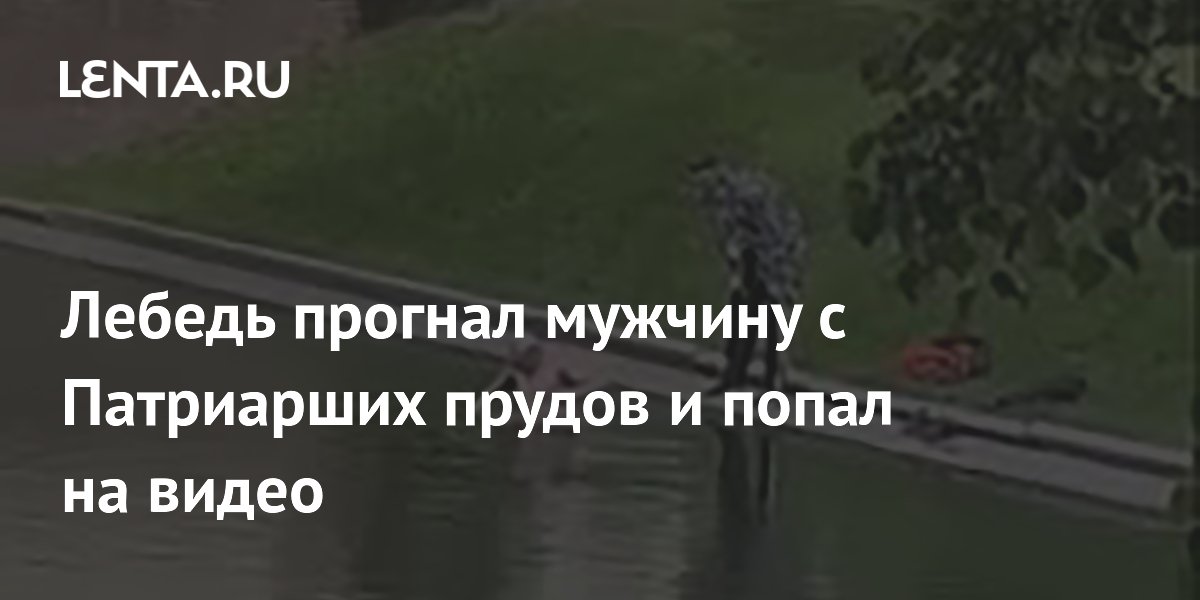 Лебедь прогнал мужчину с Патриарших прудов и попал на видео