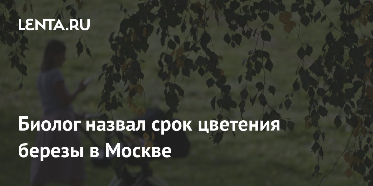 Биолог назвал срок цветения березы в Москве