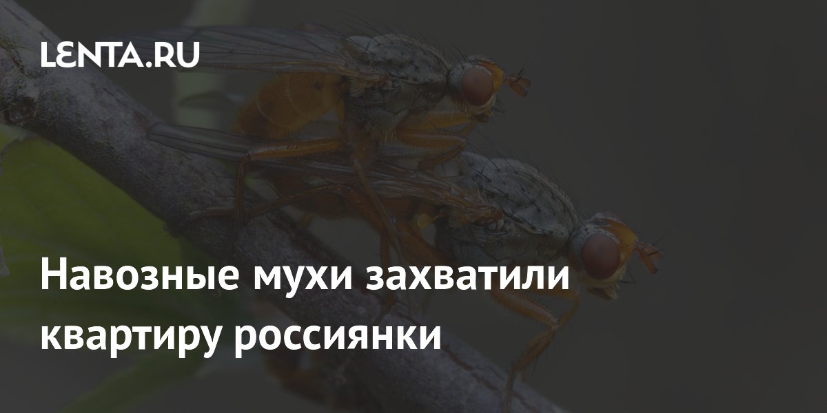 Навозные мухи захватили квартиру россиянки