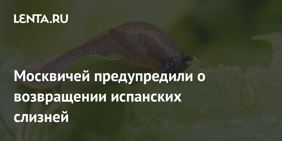 Москвичей предупредили о возвращении испанских слизней