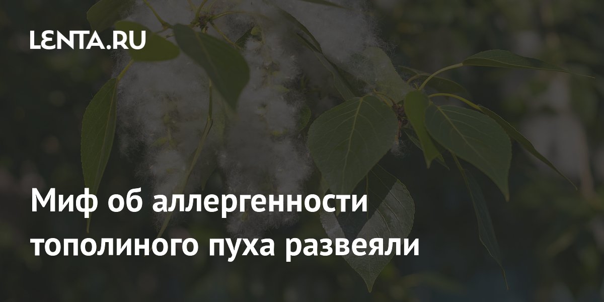 Миф об аллергенности тополиного пуха развеяли