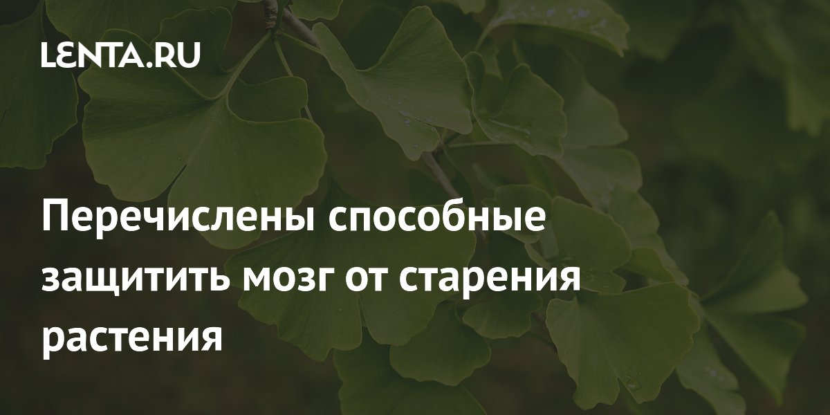 Перечислены способные защитить мозг от старения растения