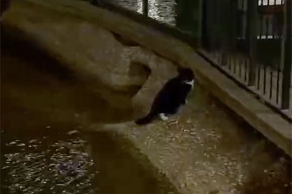 Москвичи пожаловались на поедающего утят кота