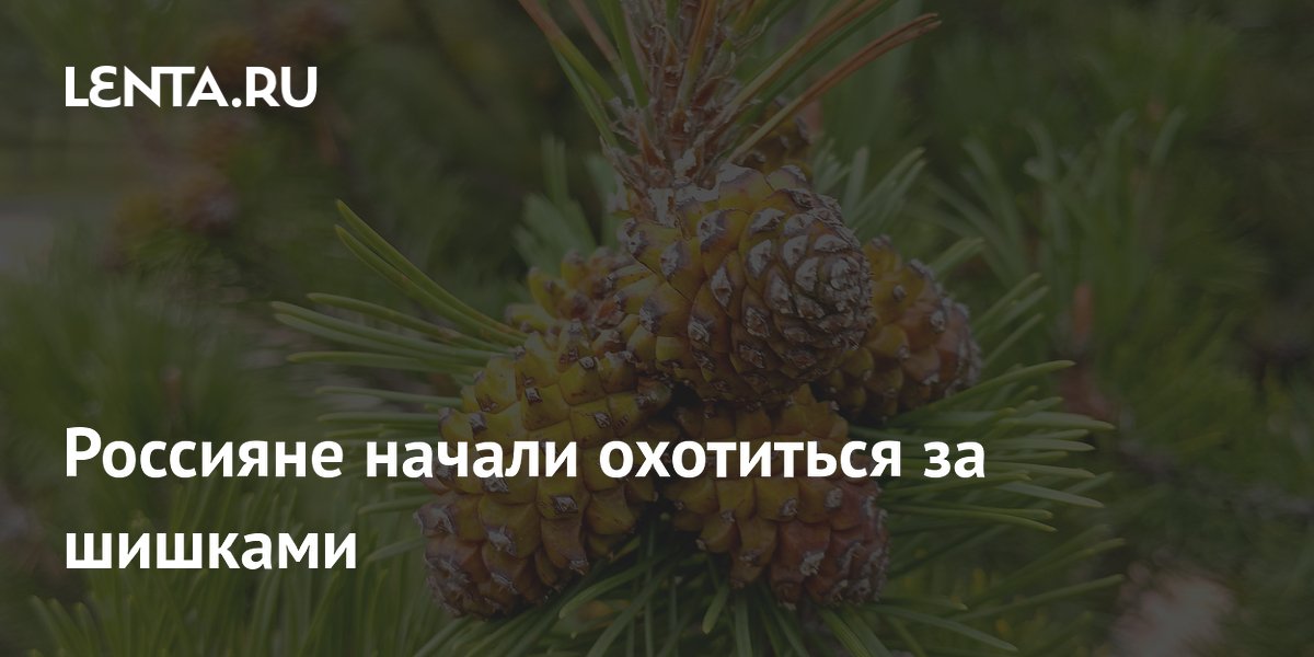Россияне начали охотиться за шишками