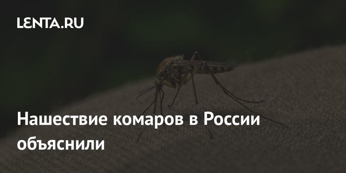 Нашествие комаров в России объяснили