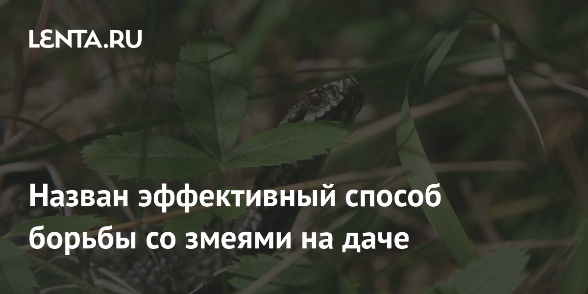 Назван эффективный способ борьбы со змеями на даче