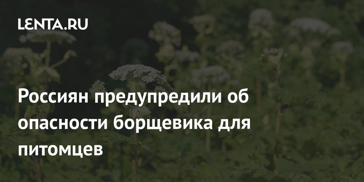 Россиян предупредили об опасности борщевика для питомцев