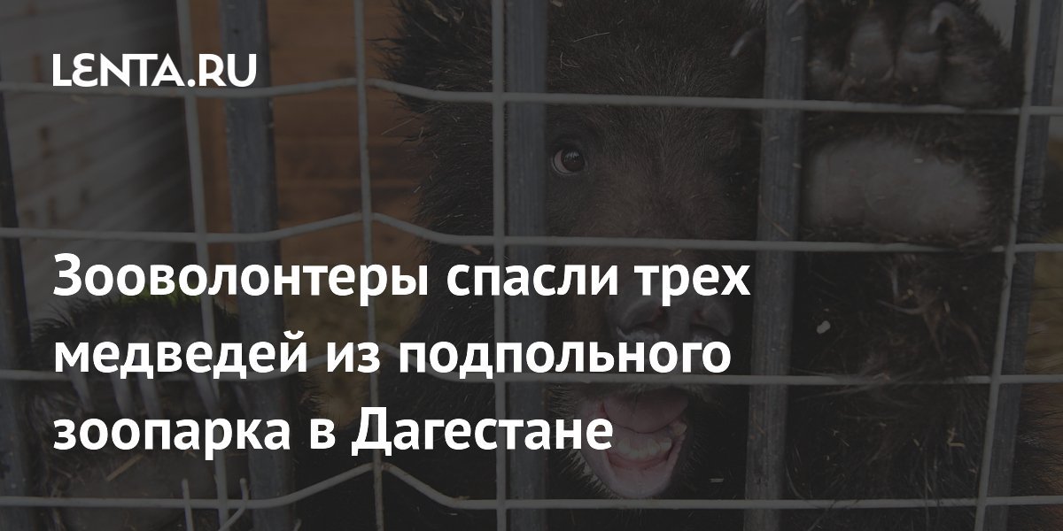 Зооволонтеры спасли трех медведей из подпольного зоопарка в Дагестане