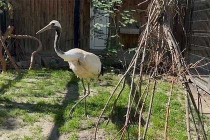 В российский зоопарк поселили находящуюся на грани исчезновения птицу