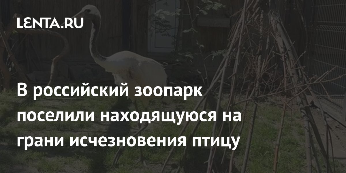В российский зоопарк поселили находящуюся на грани исчезновения птицу