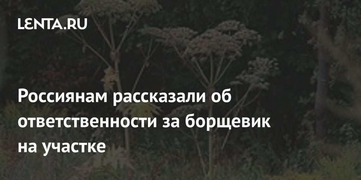 Россиянам рассказали об ответственности за борщевик на участке