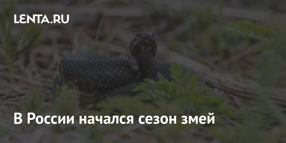В России начался сезон змей
