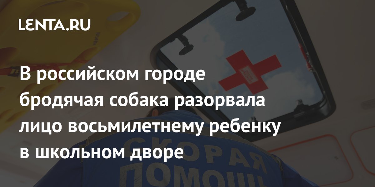 В российском городе бродячая собака разорвала лицо восьмилетнему ребенку в школьном дворе
