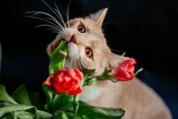 Названы способы отучить кошку есть цветы