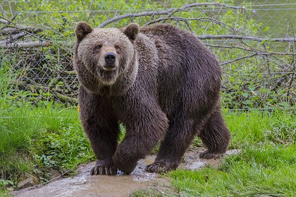 Невероятно умный медведь покалечил четверых человек и оказался неуязвим к снотворному