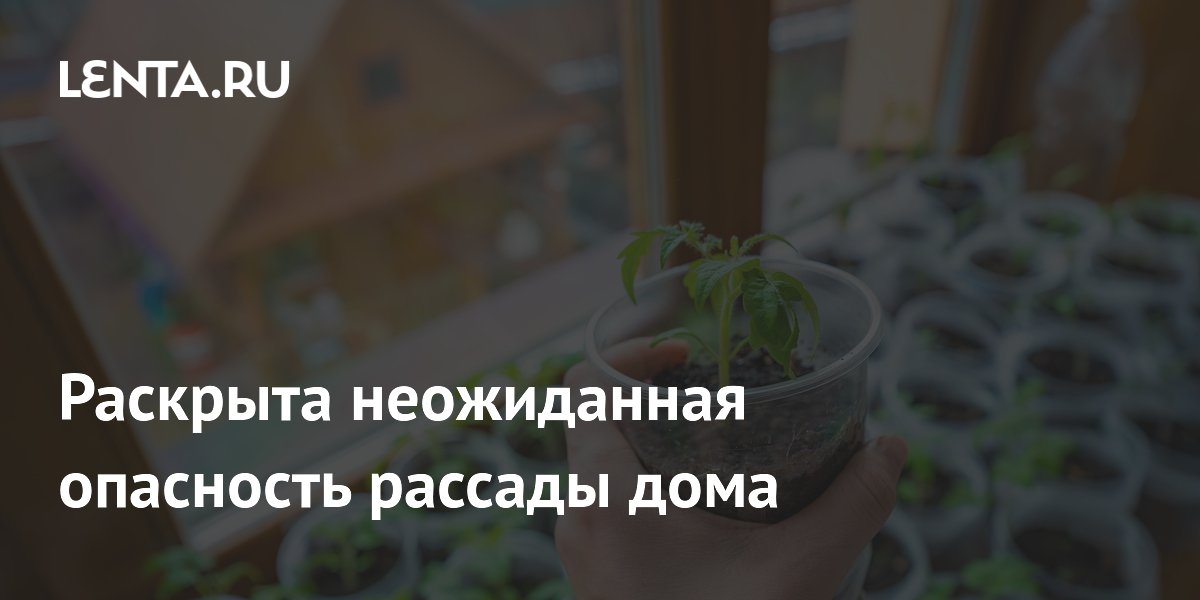 Раскрыта неожиданная опасность рассады дома