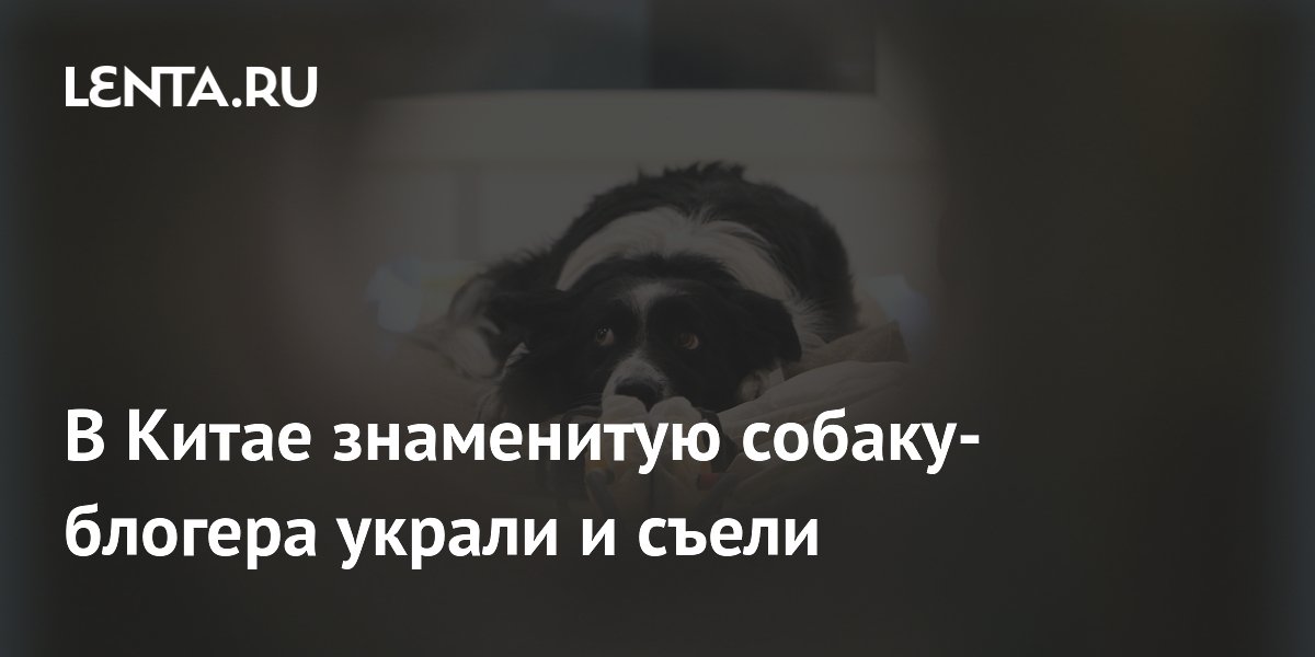 В Китае знаменитую собаку-блогера украли и съели