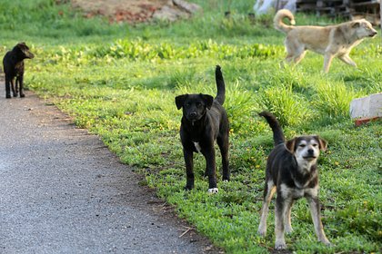 В детском саду на Урале обнаружили очаг бешенства
