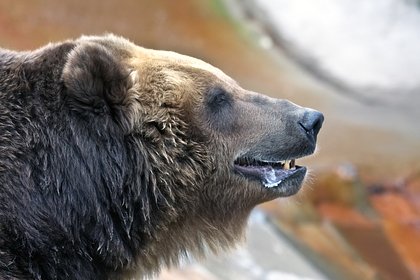 В Хабаровском крае медведь напал на мужчину во дворе дома