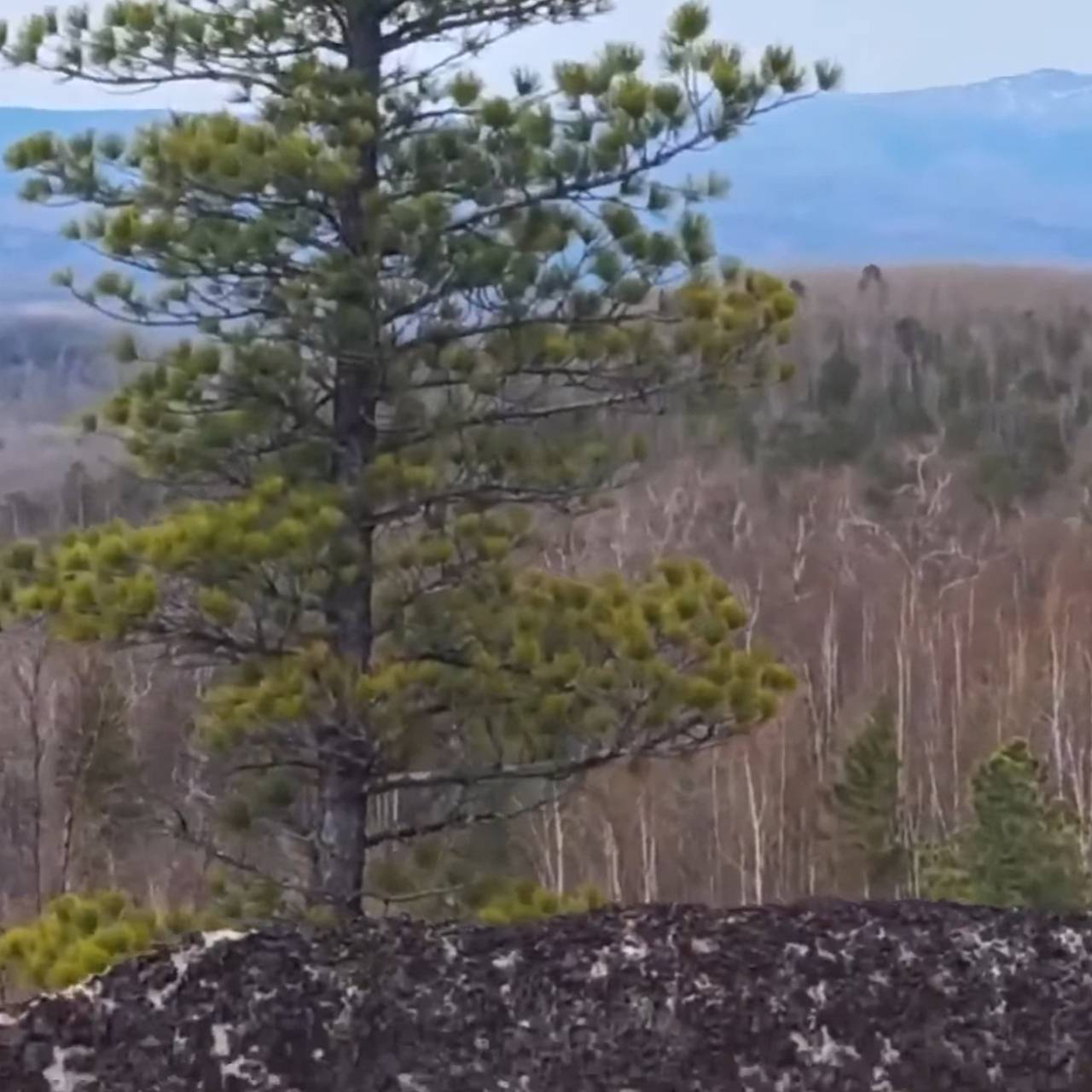 Ищущие в тайге пропавшую семью Усольцевых дроны попали на видео