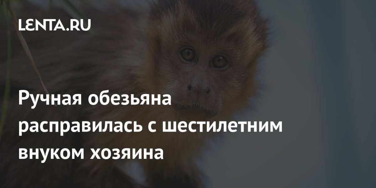 Ручная обезьяна расправилась с шестилетним внуком хозяина