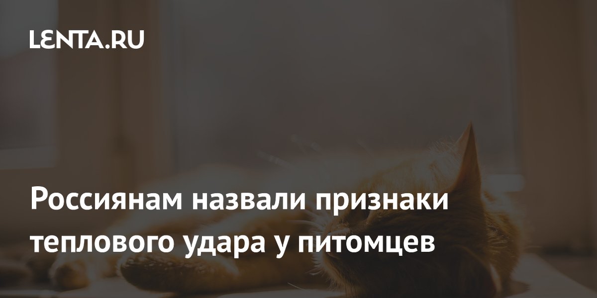 Россиянам назвали признаки теплового удара у питомцев