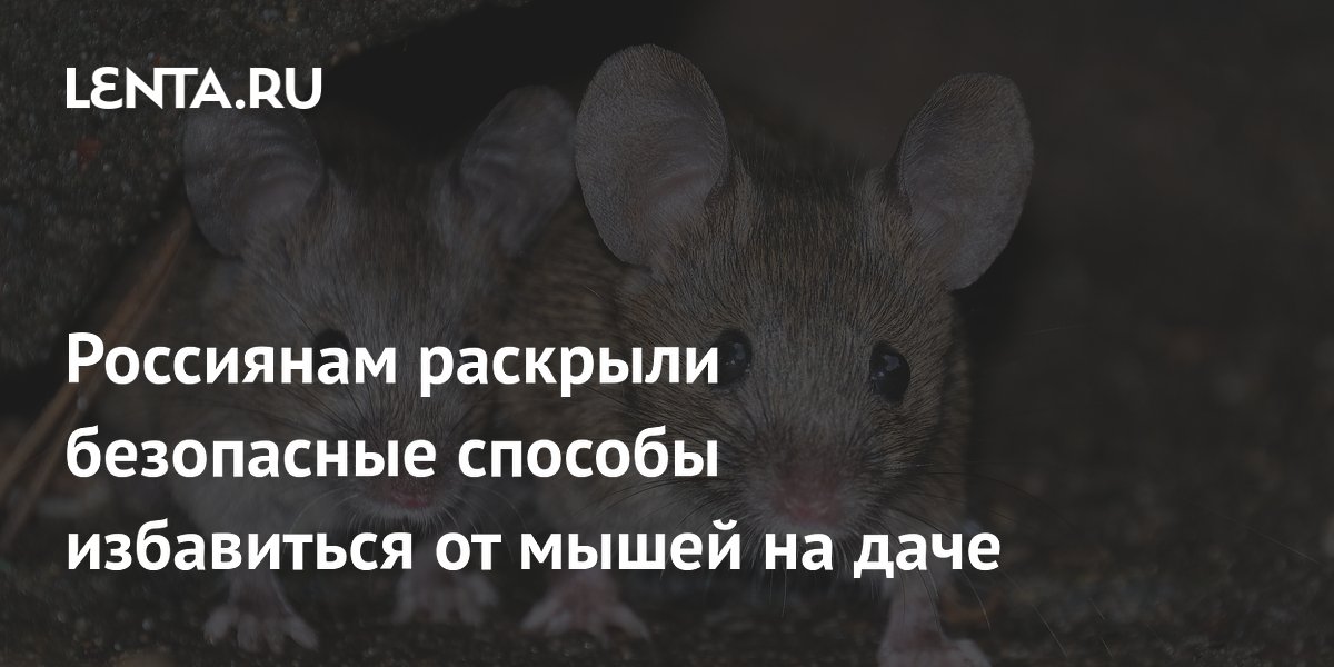 Россиянам раскрыли безопасные способы избавиться от мышей на даче