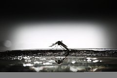 news_image