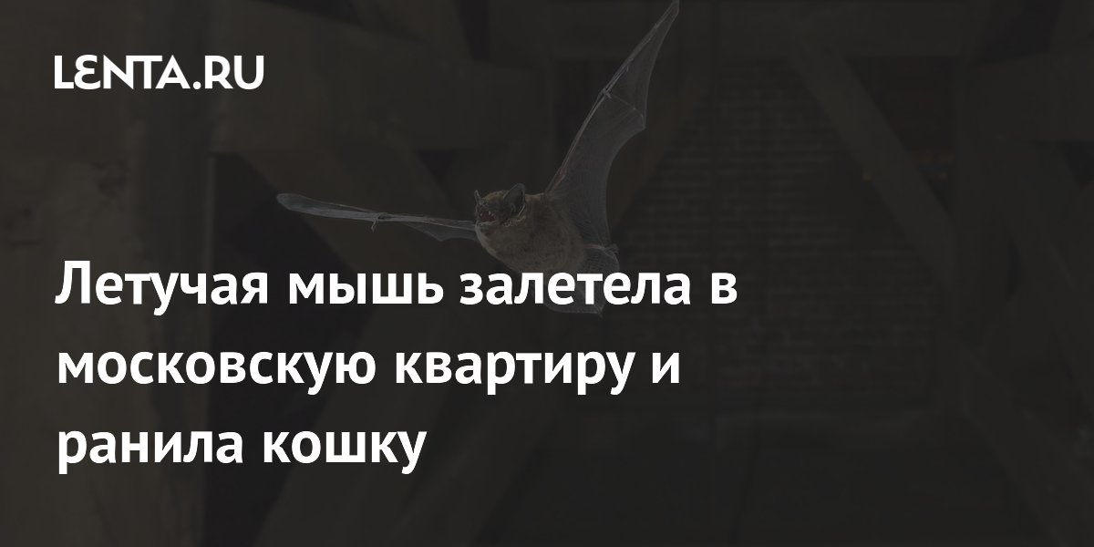Летучая мышь залетела в московскую квартиру и ранила кошку