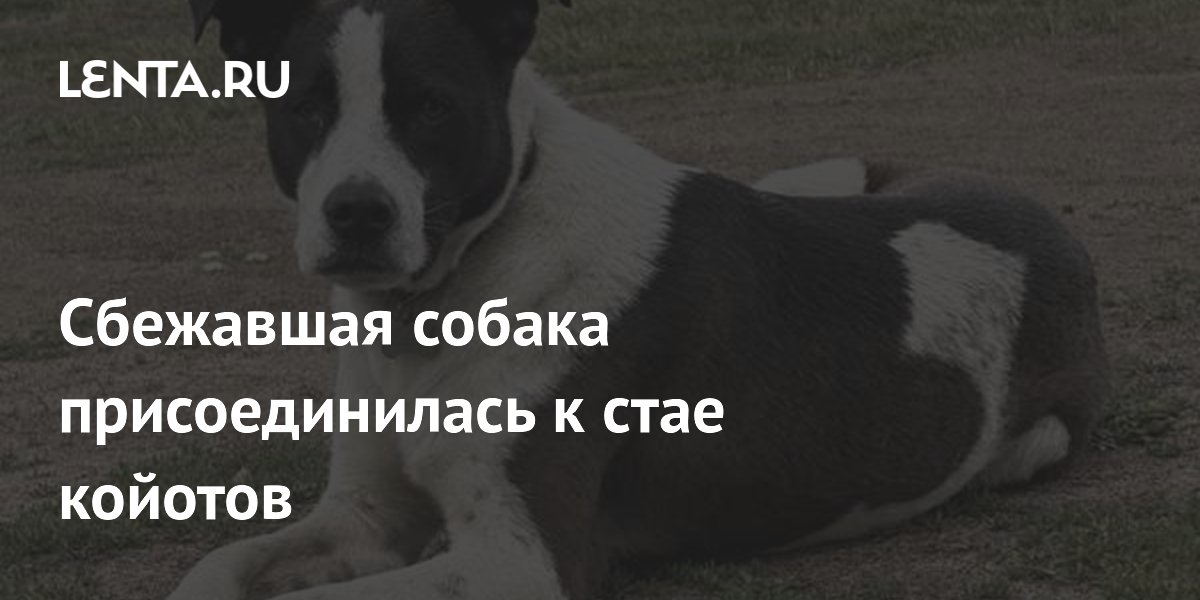 Сбежавшая собака присоединилась к стае койотов