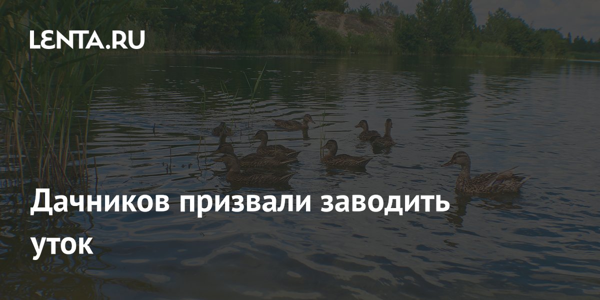 Дачников призвали заводить уток