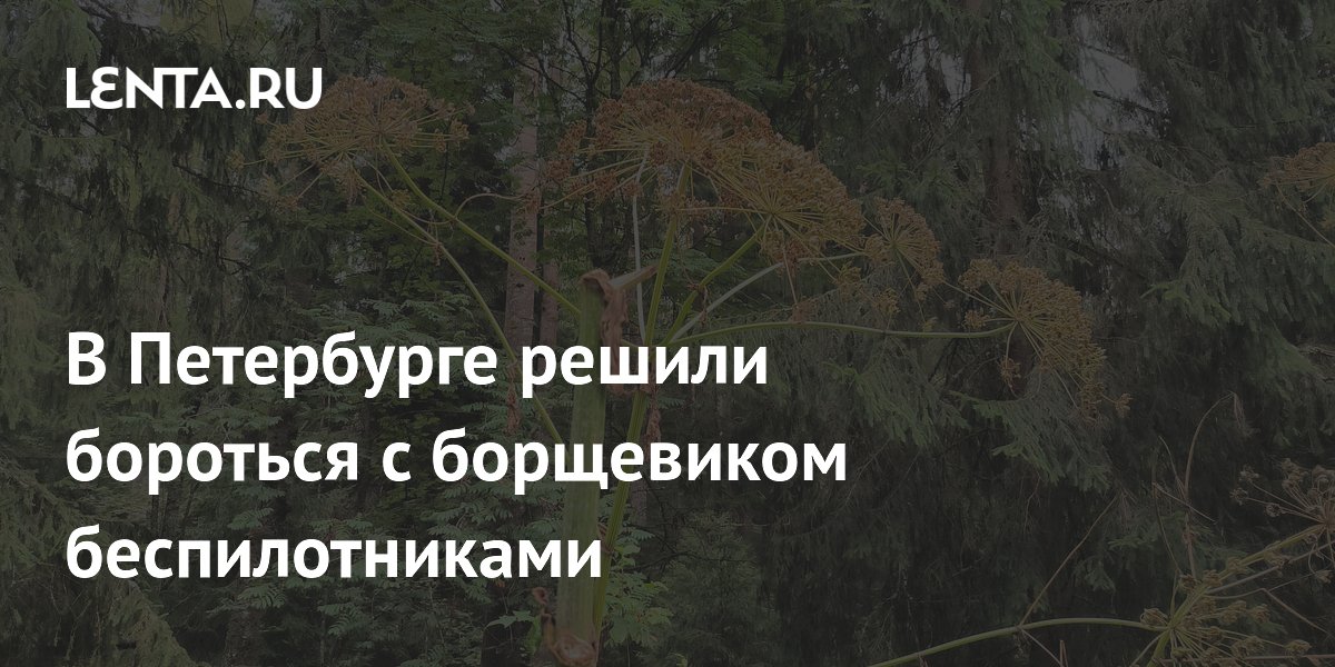 В Петербурге решили бороться с борщевиком беспилотниками