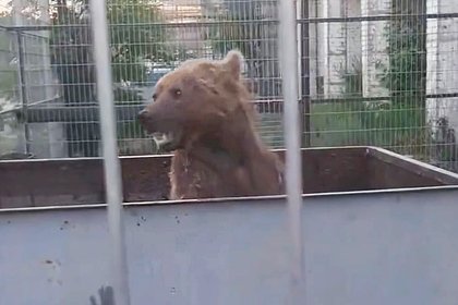 Спасенные из скандального зоопарка Дагестана медведи впервые