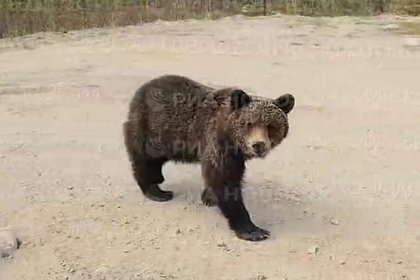 Опасный хищник начал выпрашивать еду у водителей на трассе п