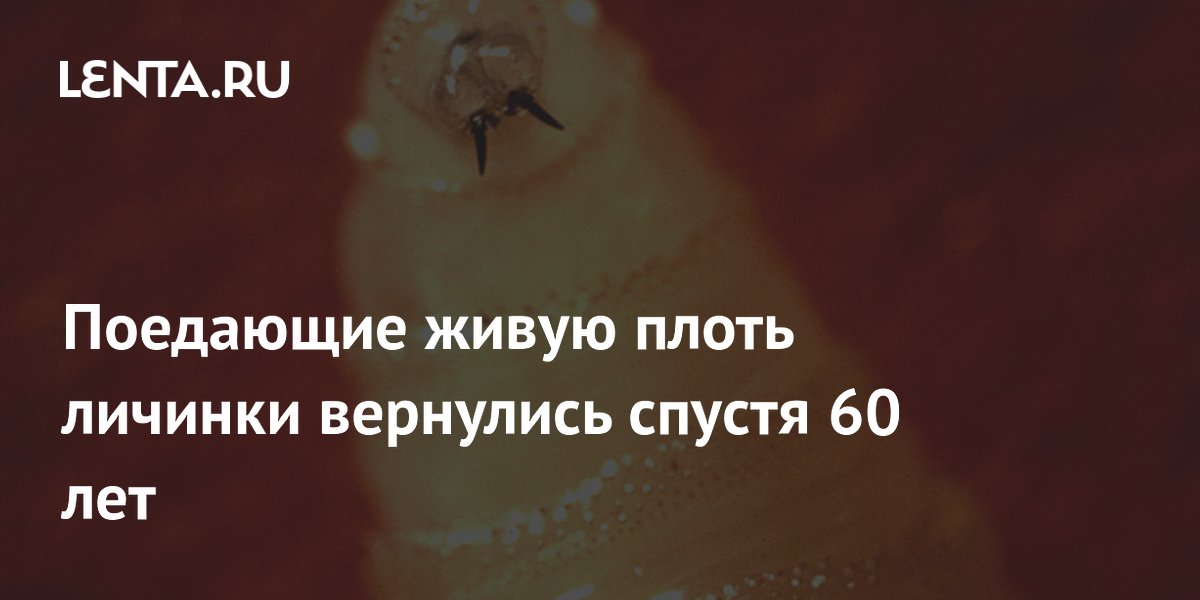 Поедающие живую плоть личинки вернулись спустя 60 лет