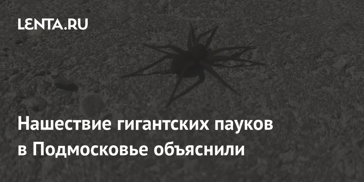 Нашествие гигантских пауков в Подмосковье объяснили