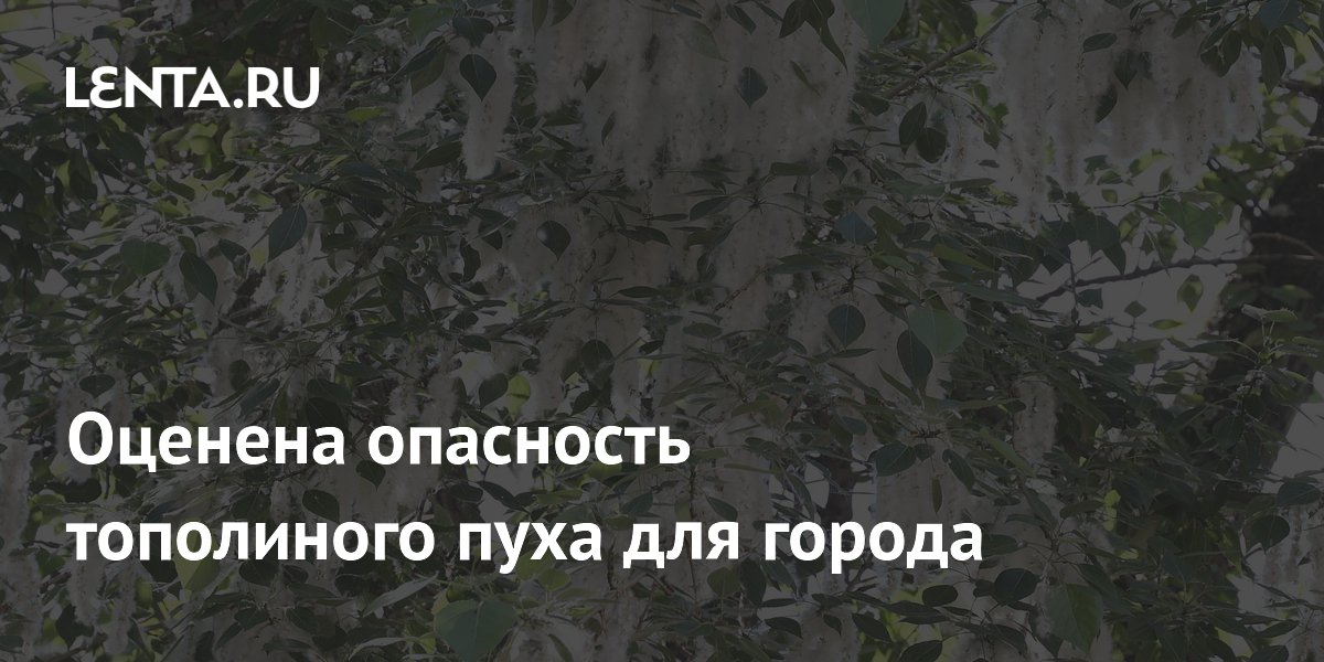 Оценена опасность тополиного пуха для города