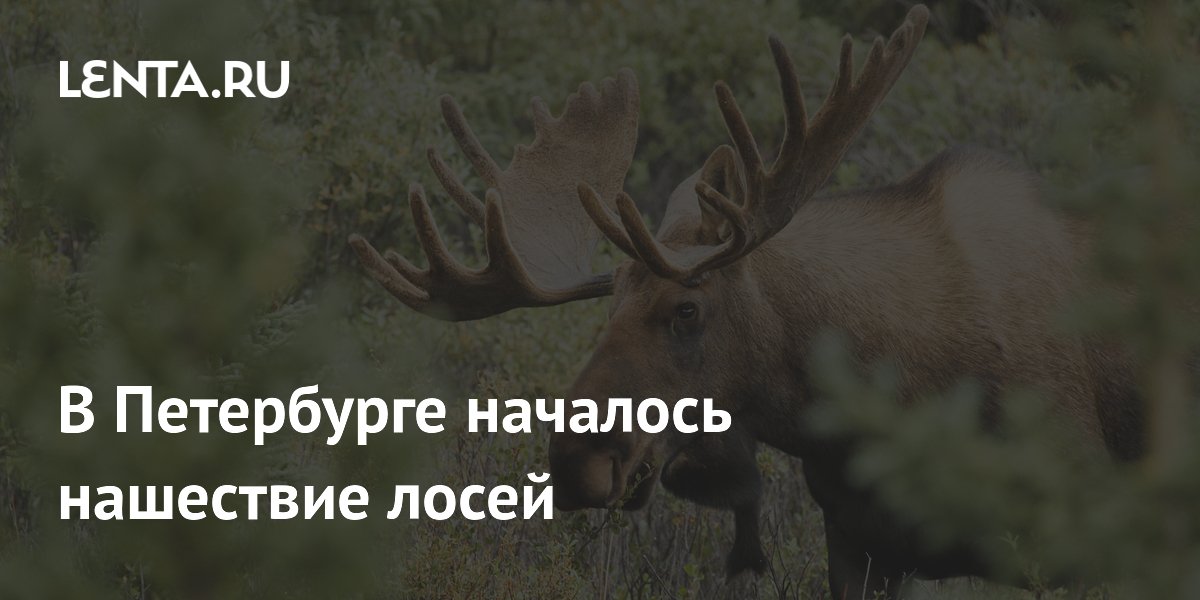 В Петербурге началось нашествие лосей
