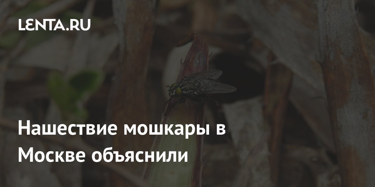 Нашествие мошкары в Москве объяснили
