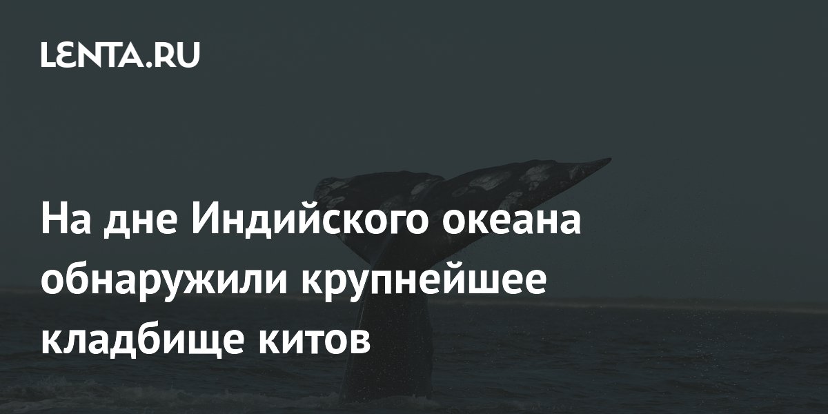 На дне Индийского океана обнаружили крупнейшее кладбище китов